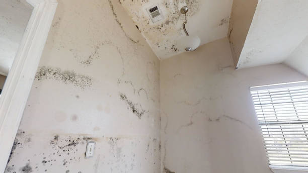 Best Water Damage & Mold Remediation  in Troy, AL