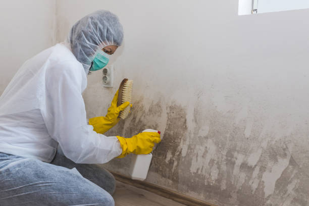 Best Mold Odor Removal Services  in Troy, AL