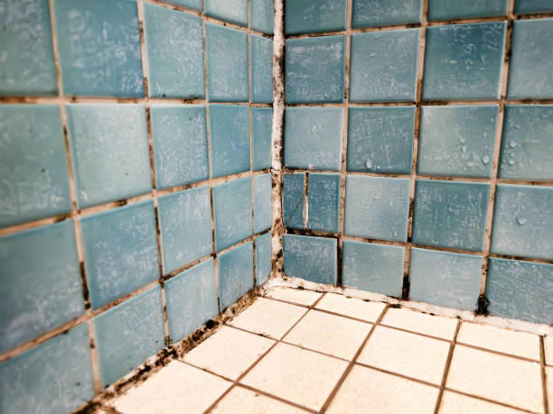 Best Mold Prevention Services  in Troy, AL