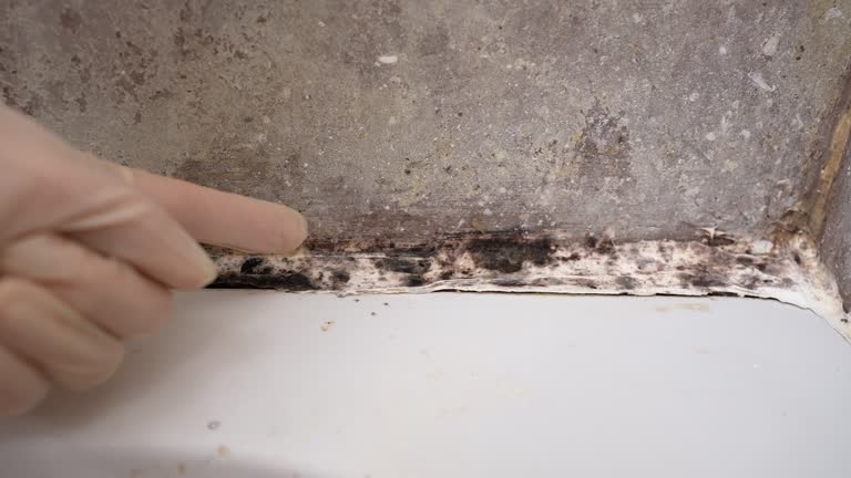 Best Emergency Mold Remediation  in Troy, AL